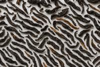 Black tea leaves