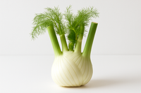Fennel