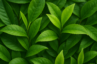 Green tea leaves