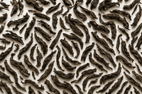 Black Tea Leaves