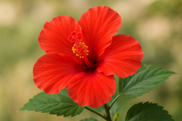 Hibiscus