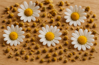 Organic Chamomile Flowers (Matricaria / Matricaria recutita or similar species) 